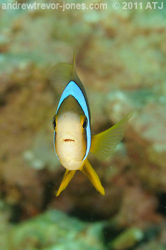 Barrier reef anemonefish, Amphiprion akindynos