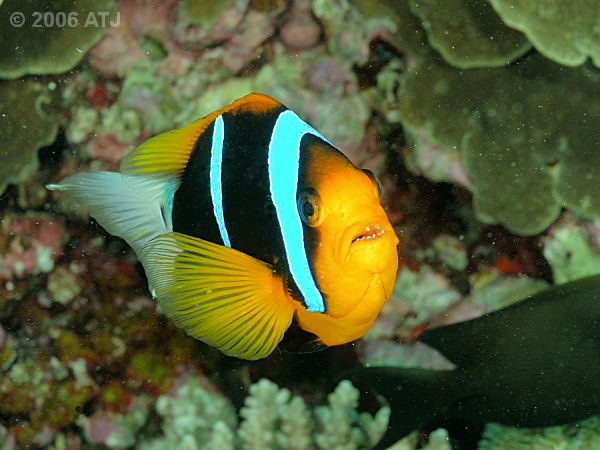 Orange-fin anemonefish, Amphiprion chrysopterus