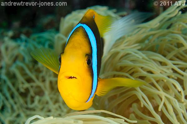 Orange-fin anemonefish, Amphiprion chrysopterus
