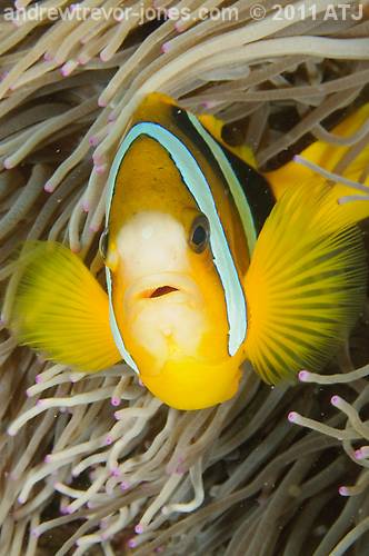 Clark's anemonefish, Amphiprion clarkii
