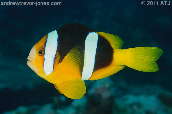 Clark's anemonefish, Amphiprion clarkii