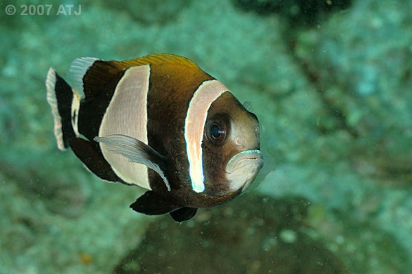 Blue-lipped anemonefish, Amphiprion latezonatus