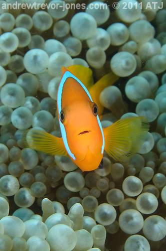 Black anemonefish, Amphiprion melanopus