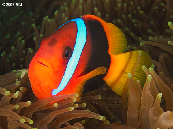 Black anemonefish, Amphiprion melanopus