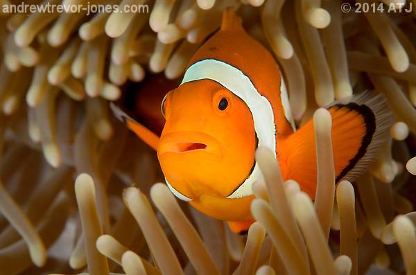 False clown anemonefish, Amphiprion ocellaris