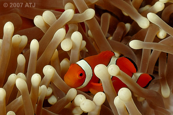 Clown anemonefish, Amphiprion percula