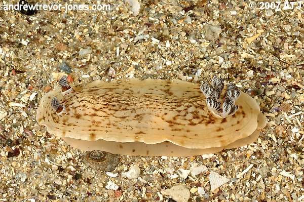 Nudibranch, Aphelodoris varia