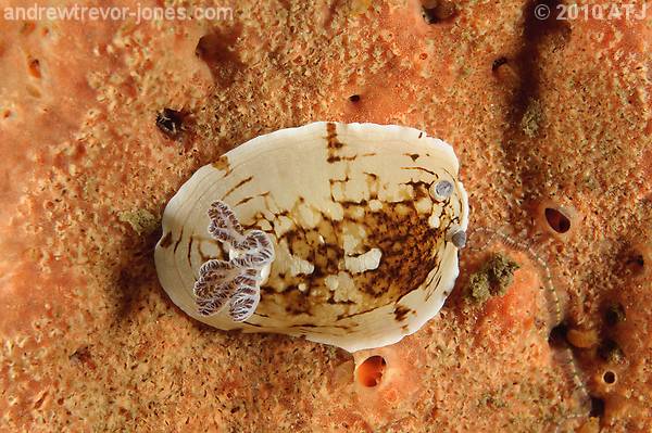 Nudibranch, Aphelodoris varia