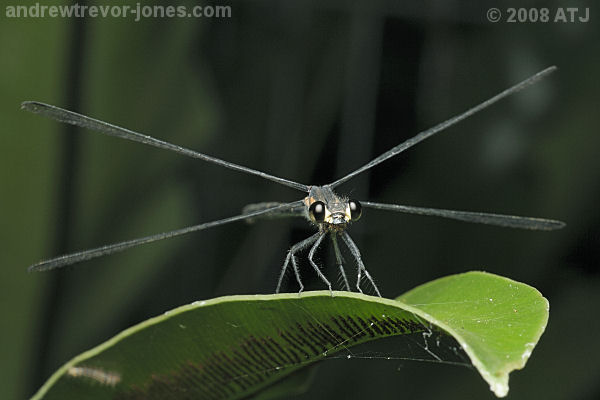 Flatwing damselfly, Austroargiolestes sp.