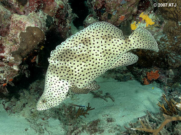 Barramundi cod, Cromileptes altivelis