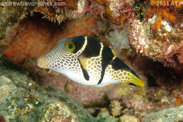 Clown toby, Canthigaster valentini
