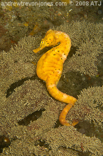Pot-belly seahorse, Hippocampus bleekeri