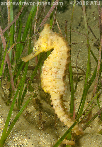 White's seahorse, Hippocampus whitei