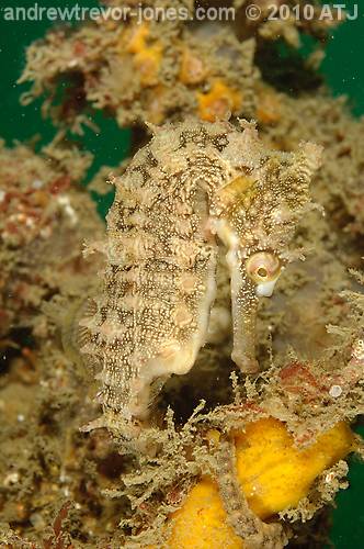 White's seahorse, Hippocampus whitei