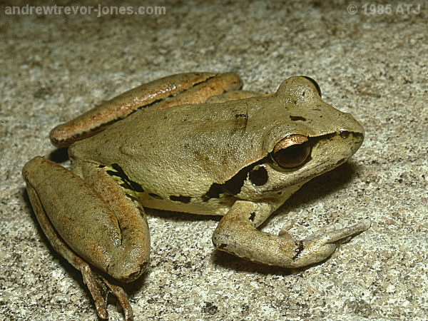 Lesueur's tree frog, Litoria lesueuri