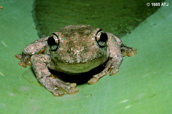 Peron's tree frog, Litoria peronii