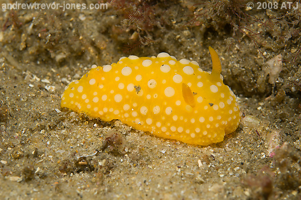 Nudibranch, Neodoris chrysoderma