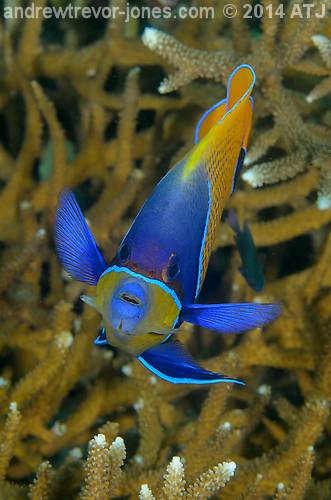 Majestic angelfish, Pomacanthus navarcus