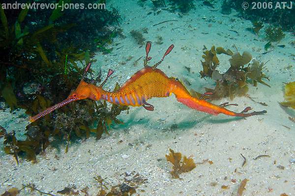 Weedy seadragon, Phyllopteryx taeniolatus
