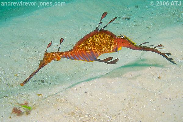 Weedy seadragon, Phyllopteryx taeniolatus
