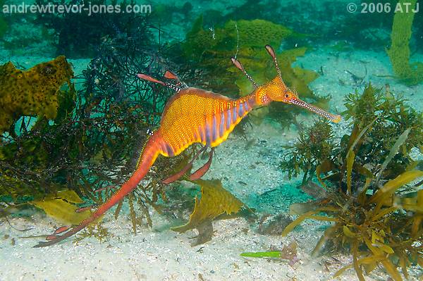 Weedy seadragon, Phyllopteryx taeniolatus
