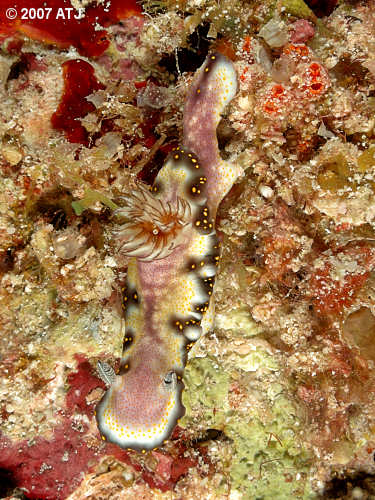 Nudibranch, Risbecia godeffroyana