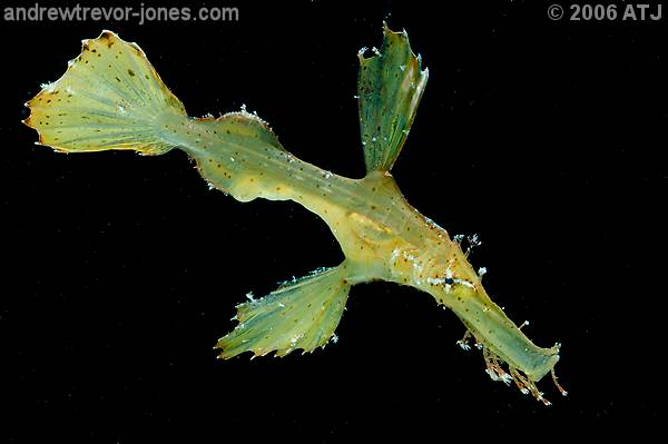 Robust ghostpipefish, Solenostomus cyaonopterus