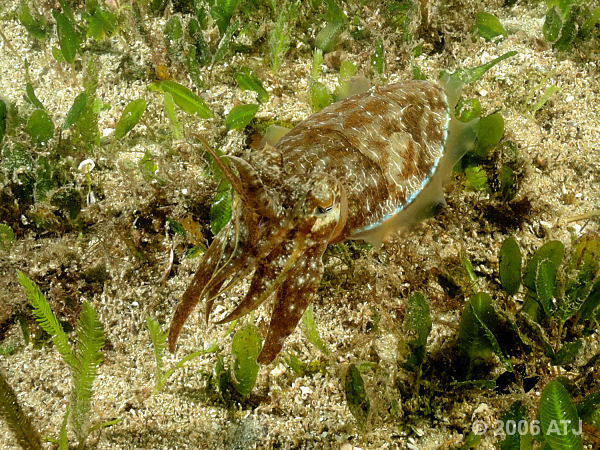 Mourning cuttlefish, Sepia plangon