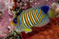 Angelfish