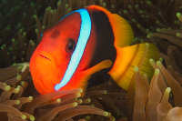 Anemonefish and Damselfish