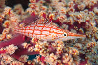 Hawkfish