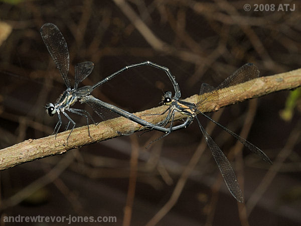 Common flatwing, Austroargiolestes icteromelas