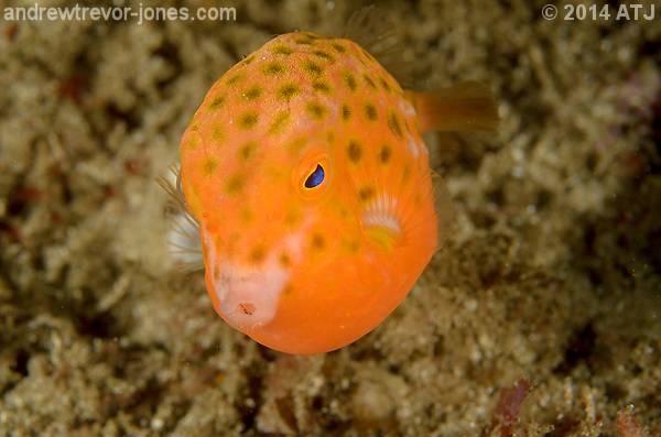Eastern smooth boxfish, Anoplocapros inermis