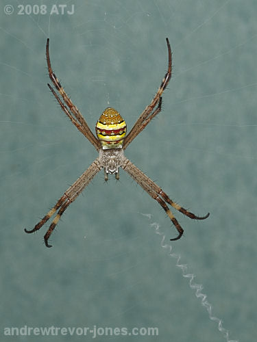 St Andrew's Cross spider, Argiope keyserlingi