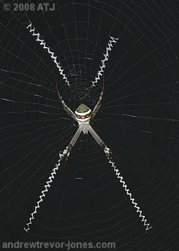 St Andrew's Cross spider, Argiope keyserlingi