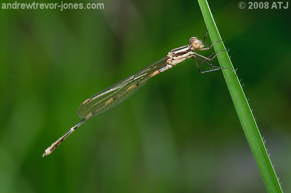 Wandering ringtail, Austrolestes leda
