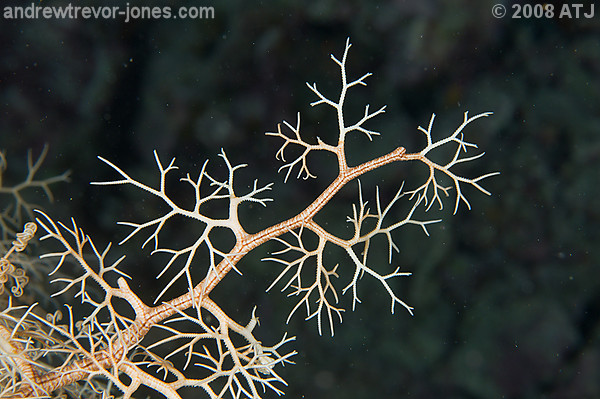 Basket star, Astroboa nuda