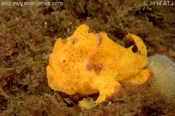 Painted angler, Antennarius pictus
