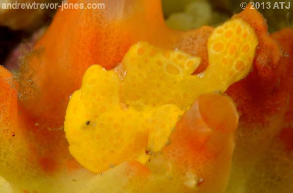Painted anglerfish, Antennarius pictus