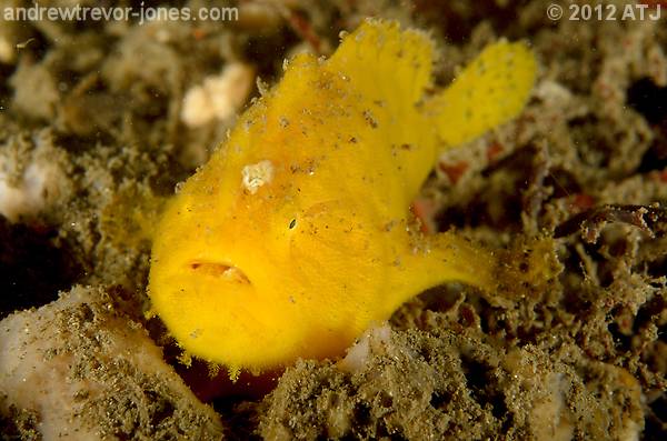 Striped anglerfish, Antennarius striatus