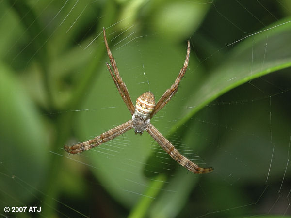 Orb weaver, Argiope sp.