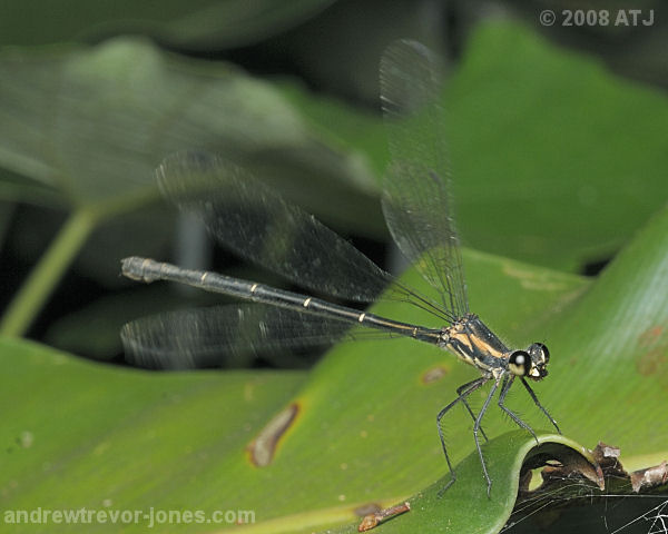 Flatwing damselfly, Austroargiolestes sp.