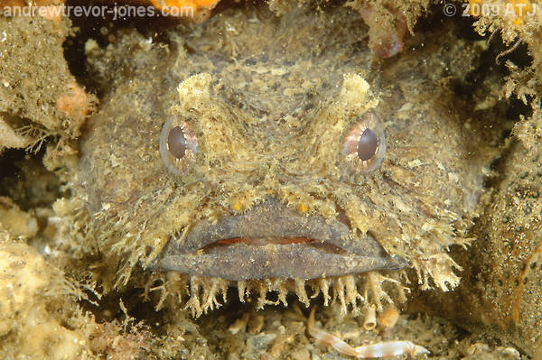 Eastern frogfish, Batrachomoeus dubius