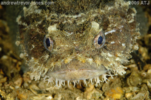 Eastern frogfish, Batrachomoeus dubius