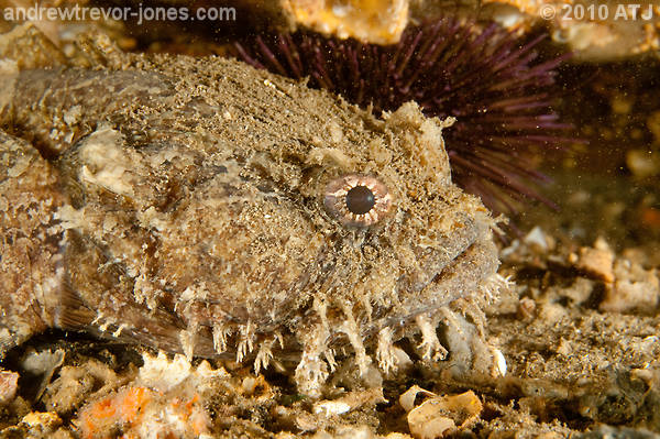 Eastern frogfish, Batrachomoeus dubius