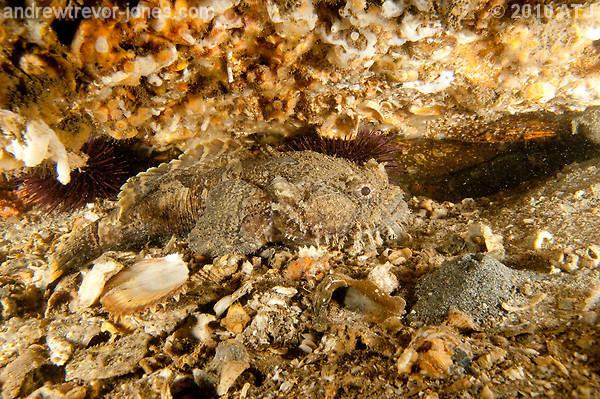 Eastern frogfish, Batrachomoeus dubius