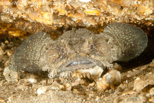 Eastern frogfish, Batrachomoeus dubius