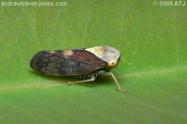 Yellow-headed leafhopper, Brunotartessus fulvus