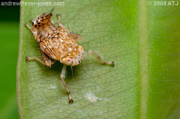 Yellow-headed leafhopper, Brunotartessus fulvus