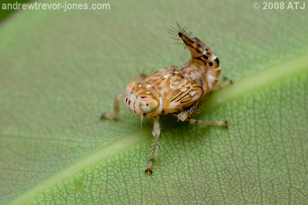 Yellow-headed leafhopper, Brunotartessus fulvus
